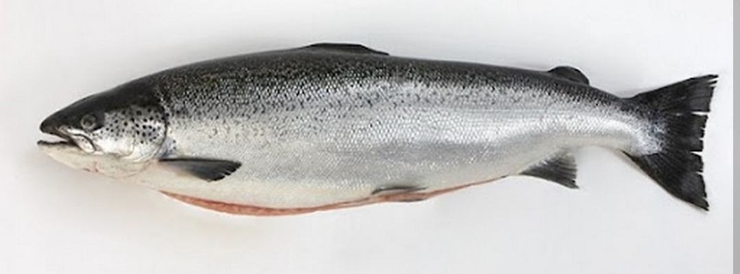 ماهی قزل الا