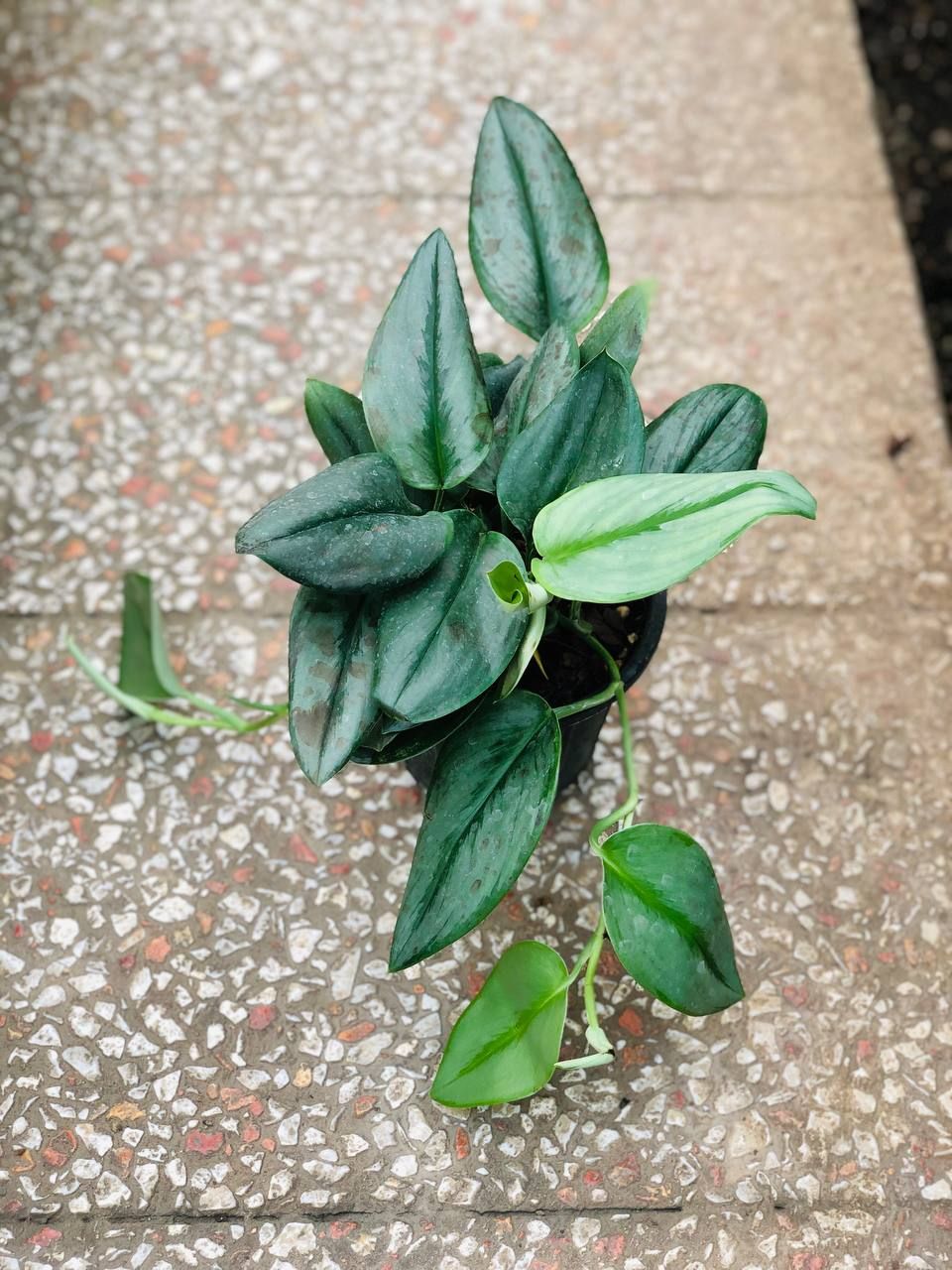 پتوس فرانسوی