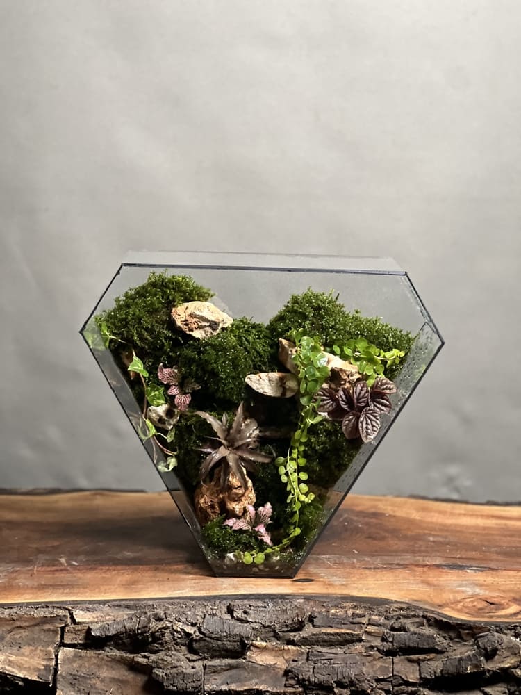 موساریوم طرح فول پلنت (تراریوم)