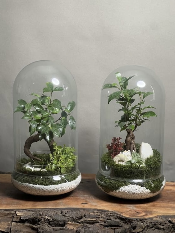 تراریوم بنسای فیکوس 2 عدد طرح گرین