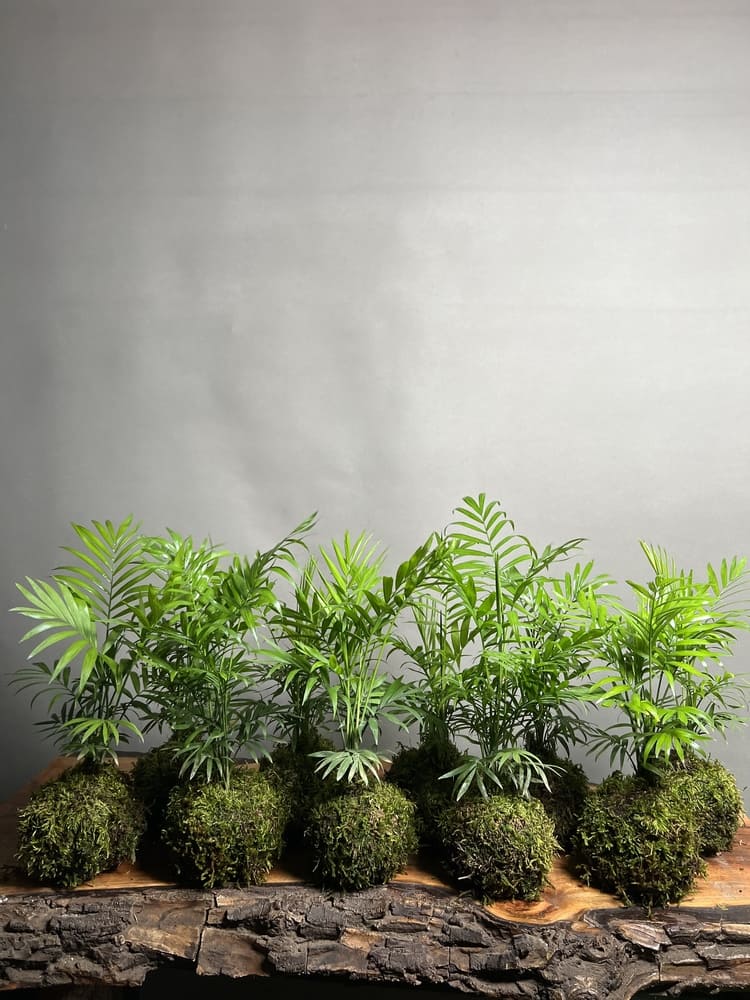 هدایا شرکتی 10 عدد کوکه دامای شامادورا